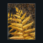 Golden Gult Fern Höst löv Photo Vykort<br><div class="desc">Ett botaniskt foto av en gyllene gult i havsbottnen. Höst löv har vänt gulten med brunfärgade gångjärn. Sol belyste fern från den mörk skogen golv. Klicka på länken "Rocklawn Arts" om du vill se höstens naturfoto på andra objekt. Digital,  färg-fotografi. Copyright ©Claire E. Skinner. Alla höger reserverade.</div>