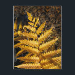 Golden Gult Fern Höst löv Photo Vykort<br><div class="desc">Ett botaniskt foto av en gyllene gult i havsbottnen. Höst löv har vänt gulten med brunfärgade gångjärn. Sol belyste fern från den mörk skogen golv. Klicka på länken "Rocklawn Arts" om du vill se höstens naturfoto på andra objekt. Digital,  färg-fotografi. Copyright ©Claire E. Skinner. Alla höger reserverade.</div>