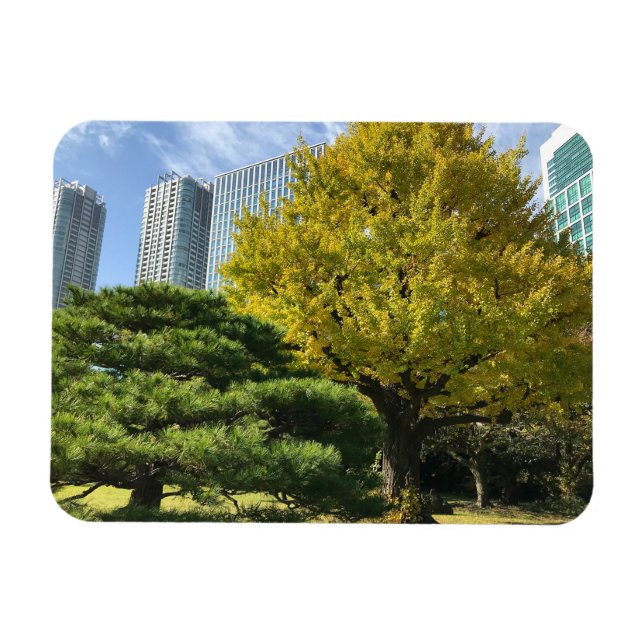 Golden Gult Ginkgo och Gräs Träd Magnet (Horisontell)