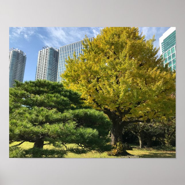 Golden Gult Ginkgo och Gräs Träd Poster (Framsidan)