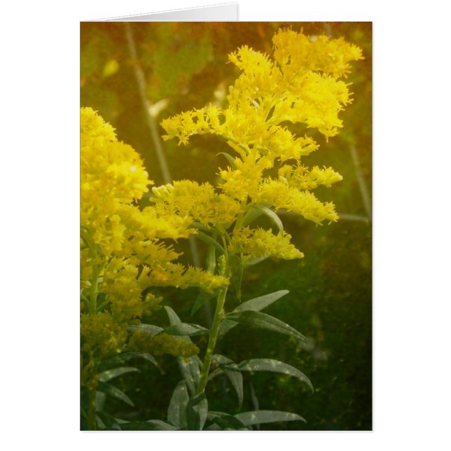 Golden Hälsningskort (Framsidan)