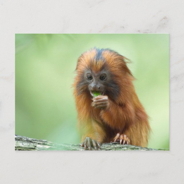 Golden Head Youngster Vykort (Framsida)