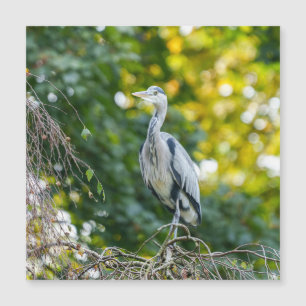 Golden Hour Grått Heron