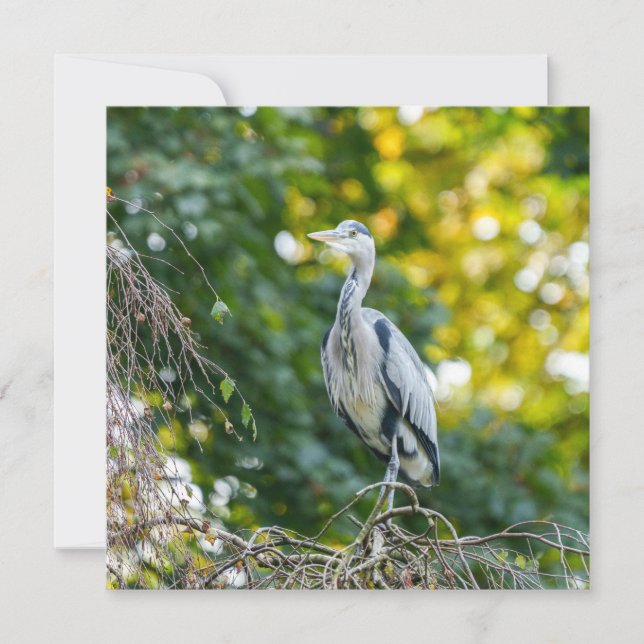 Golden Hour Grått Heron (Framsida)