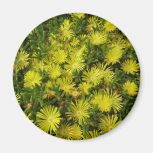 Golden Ice Plant Gula blommor Magnet