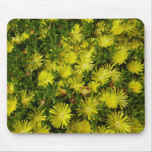 Golden Ice Plant Gula blommor Musmatta