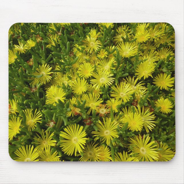 Golden Ice Plant Gula blommor Musmatta (Framsidan)
