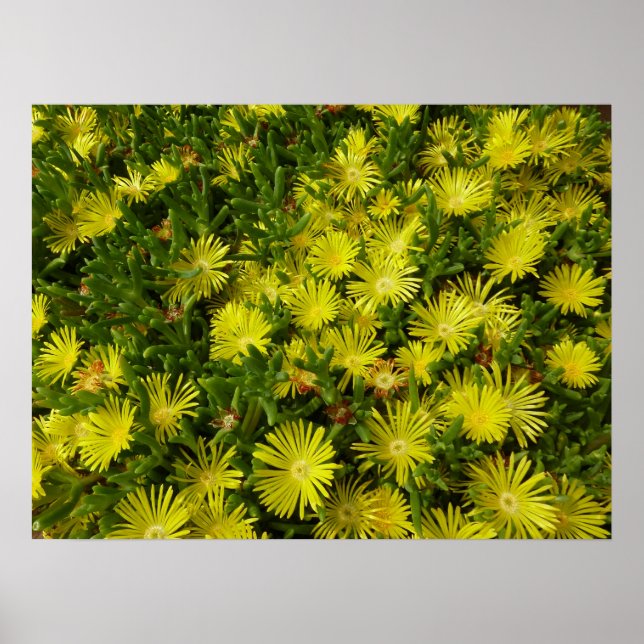 Golden Ice Plant Gula blommor Poster (Framsidan)