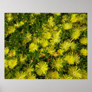 Golden Ice Plant Gula blommor Poster