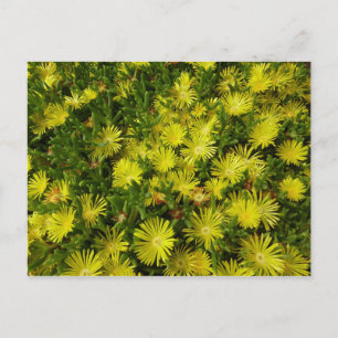 Golden Ice Plant Gula blommor Vykort
