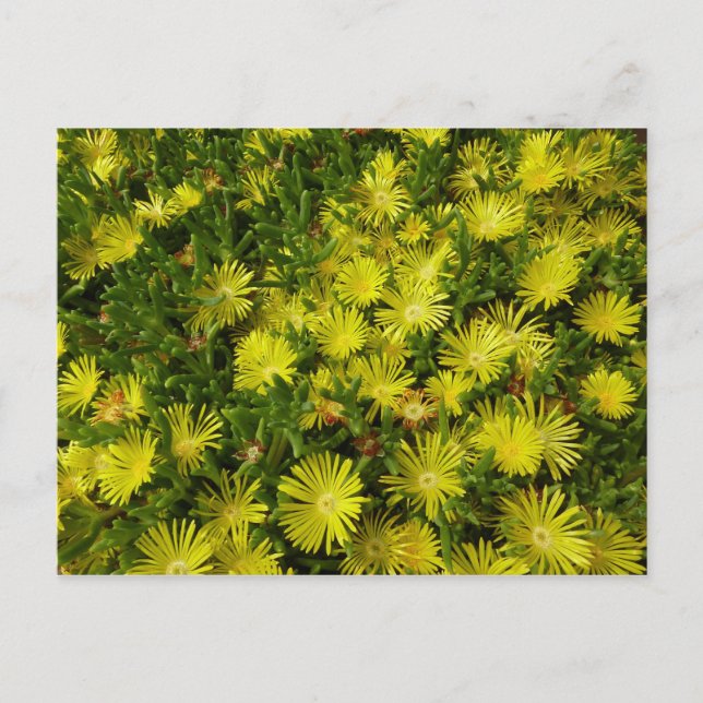 Golden Ice Plant Gula blommor Vykort (Framsida)