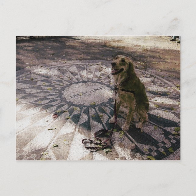 Golden in Strawberry Fält alias "Imagine" Postcard Vykort (Framsida)