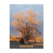 Golden Kansas Cottonwood Träd vykort
