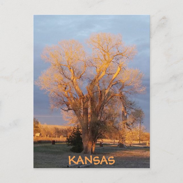 Golden Kansas Cottonwood Träd vykort (Framsida)