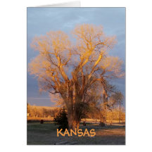 Golden Kansas State Träd - Cottonwood