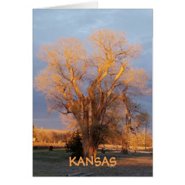 Golden Kansas State Träd - Cottonwood Hälsningskort