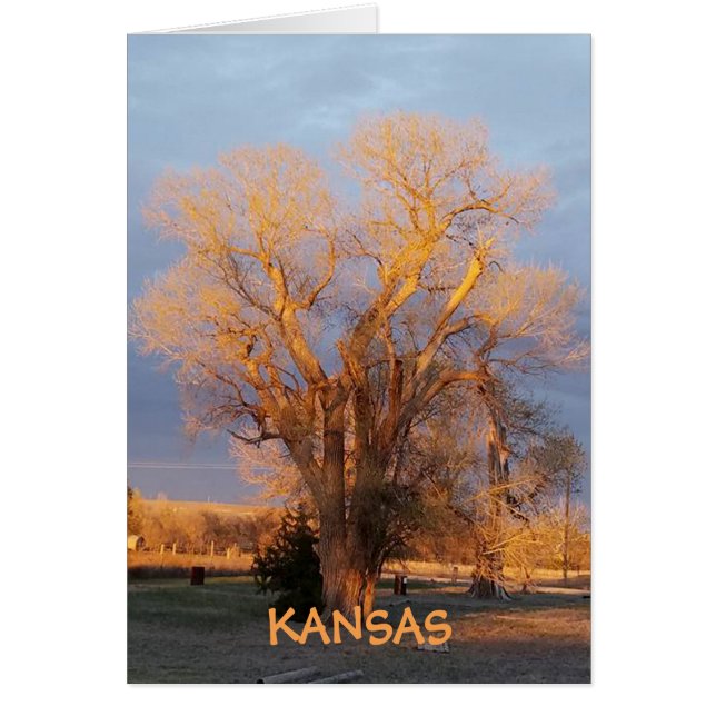 Golden Kansas State Träd - Cottonwood Hälsningskort (Framsidan)