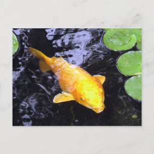 Golden Koi Fish Photo Postcard Vykort