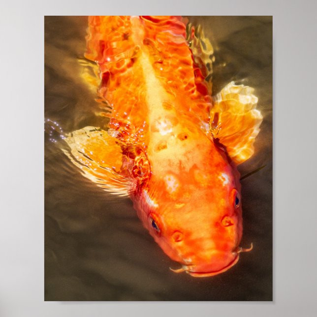 Golden Koi Swimming Fish Photo Poster (Framsidan)
