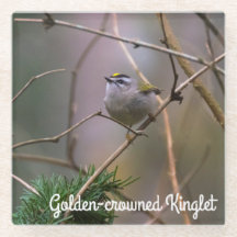 Golden-kronad Kinglet