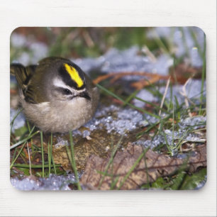 Golden-kronad Kinglet Mousepad Musmatta