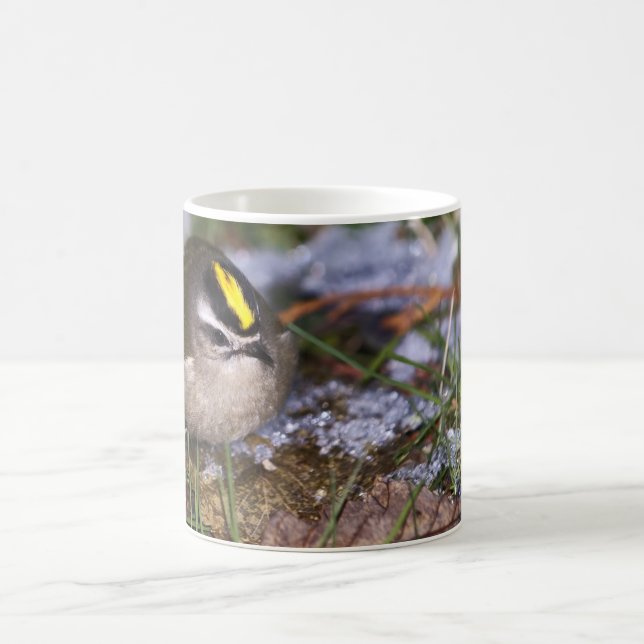 Golden-kronad Kinglet Mugg (Center)