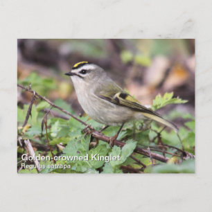 Golden-kronad Kinglet Vykort