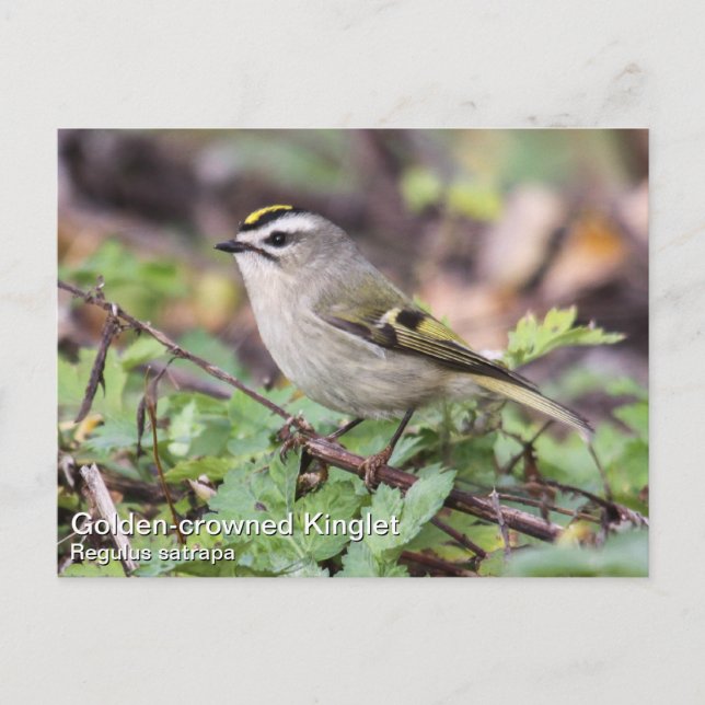 Golden-kronad Kinglet Vykort (Framsida)