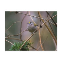 Golden-kronad Kinglet