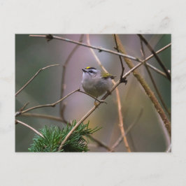 Golden-kronad Kinglet Vykort