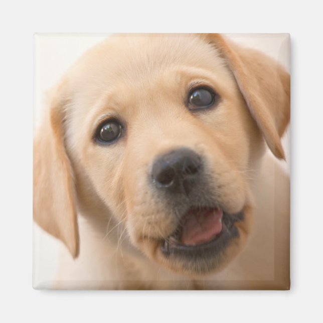 Golden Labour Puppy Magnet (Framsidan)