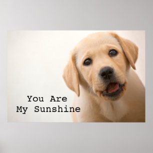 Golden Labour Puppy Poster