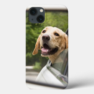 Golden Labrador i Rearview Spegel