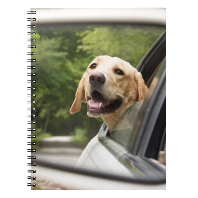 Golden Labrador i Rearview Spegel Anteckningsbok (Framsidan)