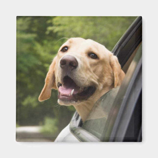 Golden Labrador i Rearview Spegel Magnet (Framsidan)
