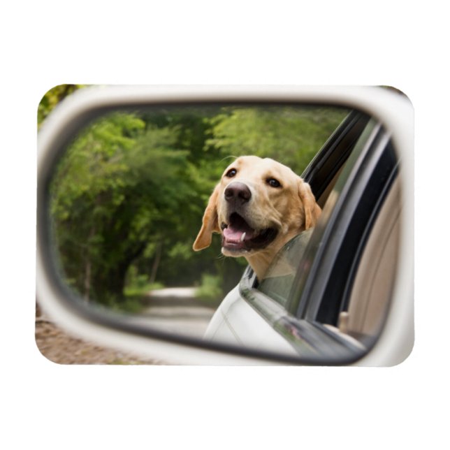 Golden Labrador i Rearview Spegel Magnet (Horisontell)