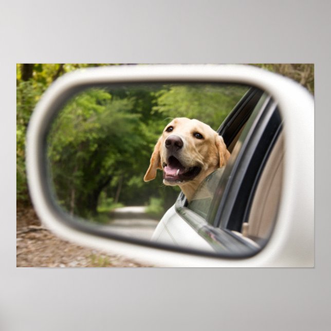 Golden Labrador i Rearview Spegel Poster (Framsidan)