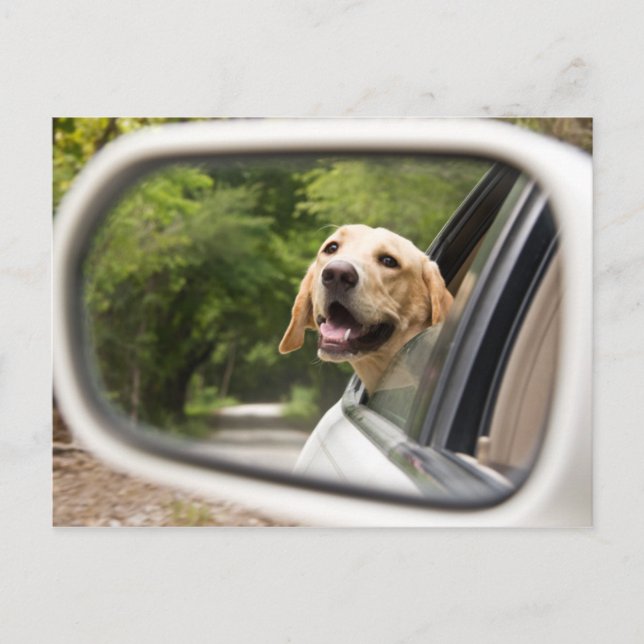 Golden Labrador i Rearview Spegel Vykort (Framsida)