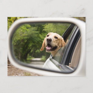 Golden Labrador i Rearview Spegel Vykort