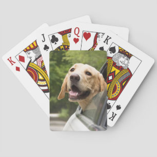 Golden Labrador i Spegel Casinokort