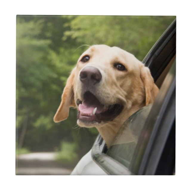 Golden Labrador i Spegel Kakelplatta (Framsidan)