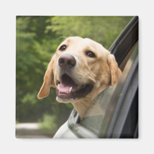 Golden Labrador i Spegel Magnet