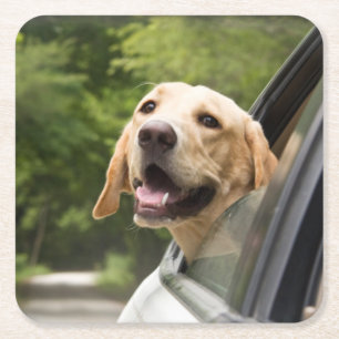 Golden Labrador i Spegel Underlägg Papper Kvadrat