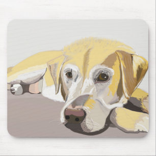 Golden Labrador Musmatta