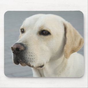 Golden Labrador Musmatta