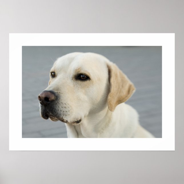 Golden Labrador Poster (Framsidan)