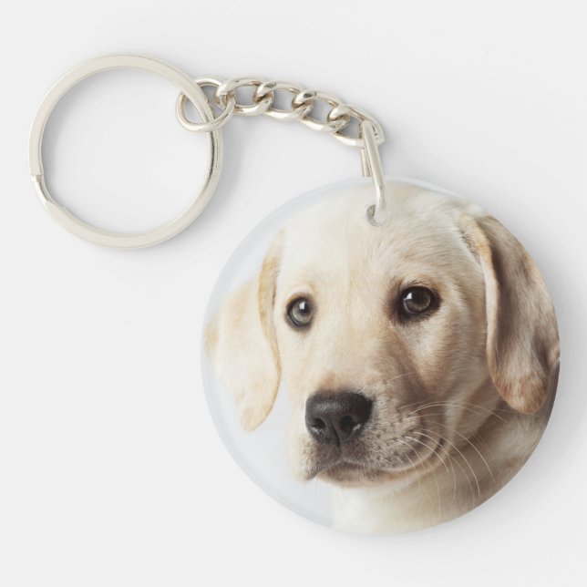 Golden Labrador Puppy Closeup (Framsidan)
