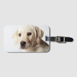 Golden Labrador Puppy Closeup Bagagebricka