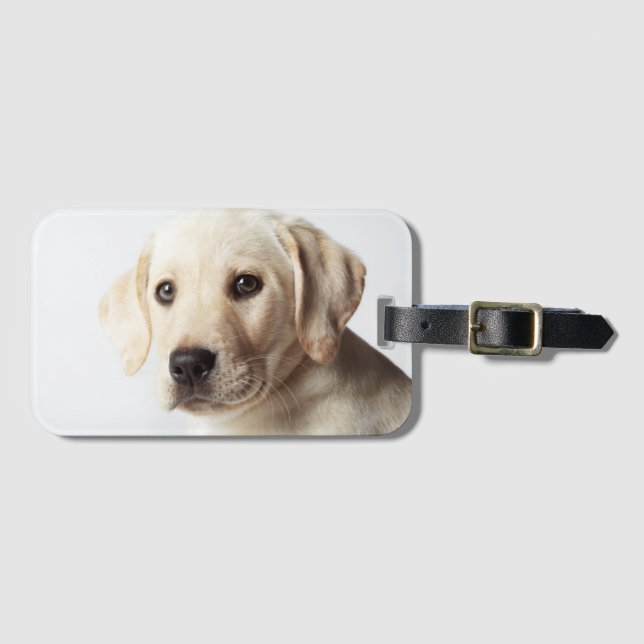Golden Labrador Puppy Closeup Bagagebricka (Framsida horisontal)