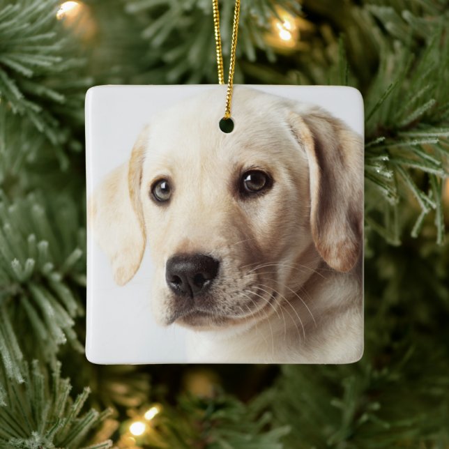 Golden Labrador Puppy Closeup Julgransprydnad Keramik (Träd)